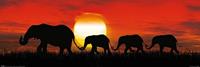 Sunset Elephants Poster 91,5x30,5cm