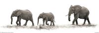 Mario Moreno The Elephants Poster 91,5x30,5cm