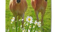 Good Morning Strandtuch HORSES 75x150 cm  Mehrfarbig