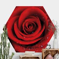 Klebefieber Hexagon Fototapete selbstklebend Rote Rose mit Wassertropfen