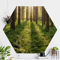Klebefieber Hexagon Fototapete selbstklebend Sonnenstrahlen in grünem Wald
