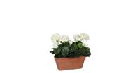 geranium wit in balkonbak terra maat in cm: 29 x 13 x 40 - WIT