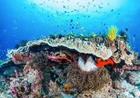 Komar Coral Reef Vlies Fototapete 400x280cm 8-Bahnen