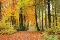 Autumn Forest Vlies Fotobehang 375x250cm 5-banen