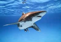 Komar Great White Shark Vlies Fototapete 400x280cm 8-Bahnen