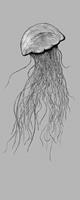 Jellyfish Vlies Fotobehang 100x250cm 1-baan