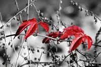 Dimex Red Leaves on Black Vlies Fotobehang 375x250cm 5-banen