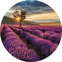 Wizard+Genius Lavender in the Provence Vlies Fotobehang 140x140cm rond