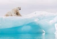 Komar Arctic Polar Bear Vlies Fototapete 400x280cm 8-Bahnen