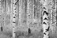 Komar Woods Vlies Fototapete 368x248cm