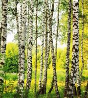 Dimex Birch Forest Vlies Fotobehang 225x250cm 3-banen
