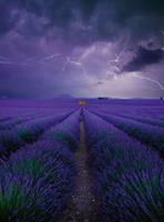 Wizard+Genius Field Of Lavender Vlies Fotobehang 192x260cm 4-banen
