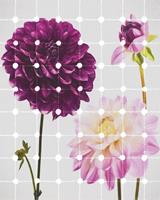 Komar Flowers and Dots Vlies Fotobehang 200x250cm 2-banen