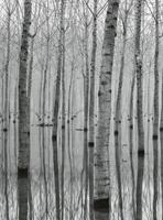 Wizard+Genius Birch Forest In The Water Vlies Fotobehang 192x260cm 4-banen