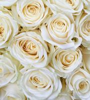 Dimex White Roses Vlies Fotobehang 225x250cm 3-banen