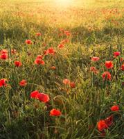 Komar Poppy World Vlies Fotobehang 250x280cm 5-banen