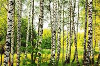 Dimex Birch Forest Vlies Fotobehang 375x250cm 5-banen