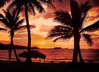 Papermoon Palmbeach at Dusk Vlies Fototapete 350x260cm