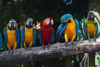 Dimex Colourful Macaw Vlies Fotobehang 375x250cm 5-banen