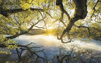 Komar Golden Embrace Vlies Fotobehang 400x250cm 4-banen