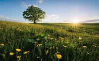 Komar Frühling auf dem Land Vlies Fotobehang 450x280cm 9-banen