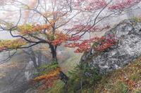 Komar Euphoria Vlies Fotobehang 300x200cm 3-banen