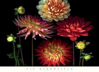 PGM Pip Bloomfield - Dahlia Garden Kunstdruk 91x66cm