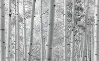 Komar Espenwald Vlies Fotobehang 450x280cm 9-banen
