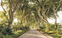 Komar Golden Hedges Vlies Fotobehang 400x250cm 4-banen
