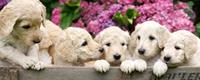 Dimex Labrador Puppies Vlies Fotobehang 375x150cm 5-banen