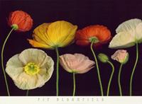 PGM Pip Bloomfield - Poppy Garden I Kunstdruk 91x66cm