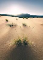 Komar Vivid Dunes Vlies Fototapete 200x280cm 4-Bahnen