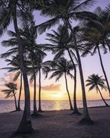 Komar Palmtrees on Beach Vlies Fototapete 200x250cm 2-Bahnen