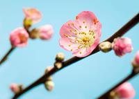 Komar Peach Blossom Fototapete 350x250cm 7-Bahnen