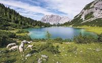 Komar Paradise Lake Vlies Fototapete 400x250cm 4-Bahnen