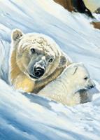 PGM Renato Casaro - Eisbär-Mama Kunstdruk 50x70cm