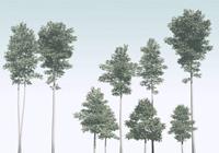 Komar Pines Vlies Fotobehang 400x280cm 4-banen