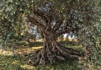 Komar Olive Tree Fototapete National Geographic 368x254cm