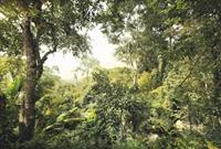 Komar Dschungel Vlies Fotobehang 368x248cm