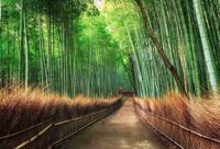 Wizard+Genius Bamboo Grove Kyoto Vlies Fotobehang 384x260cm 8-banen
