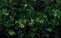 Komar Tropical Wall Vlies Fotobehang 400x250cm 4-banen