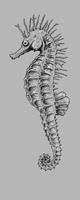 Seahorse Vlies Fotobehang 100x250cm 1-baan