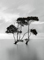Wizard+Genius Trees In The Still Water Vlies Fotobehang 192x260cm 4-banen