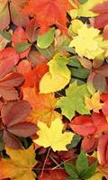 Dimex Colorful leaves Vlies Fotobehang 150x250cm 2-banen