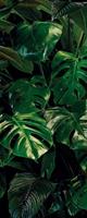 Komar Tropical Wall Vlies Fototapete 100x250cm 1-Bahn