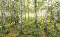 Komar Birch Trees Vlies Fotobehang 400x250cm 4-banen