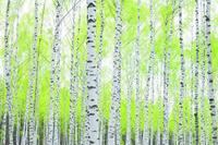 Berkenbos Vlies Fotobehang 250x180cm