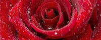 Dimex Red Rose Vlies Fotobehang 375x150cm 5-banen