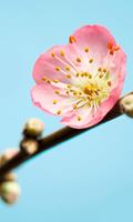 Komar Peach Blossom Fototapete 150x250cm 3-Bahnen