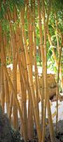 Papermoon Bamboo Vlies Fototapete 90x200cm